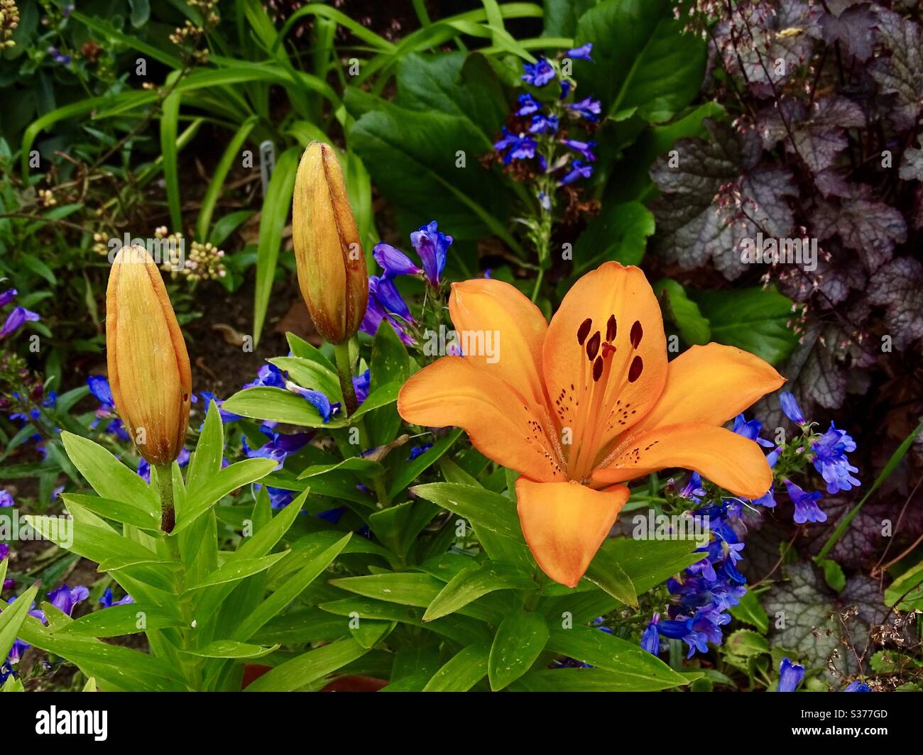 Bellissimi fiori di giglio nel giardino sotto il sole estivo Foto Stock
