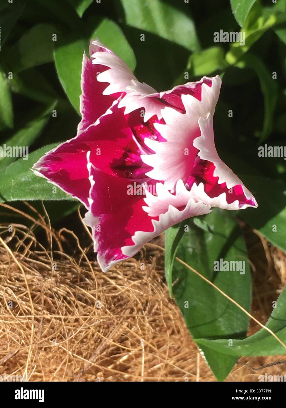 fiore di dianto a forma di stella Foto Stock