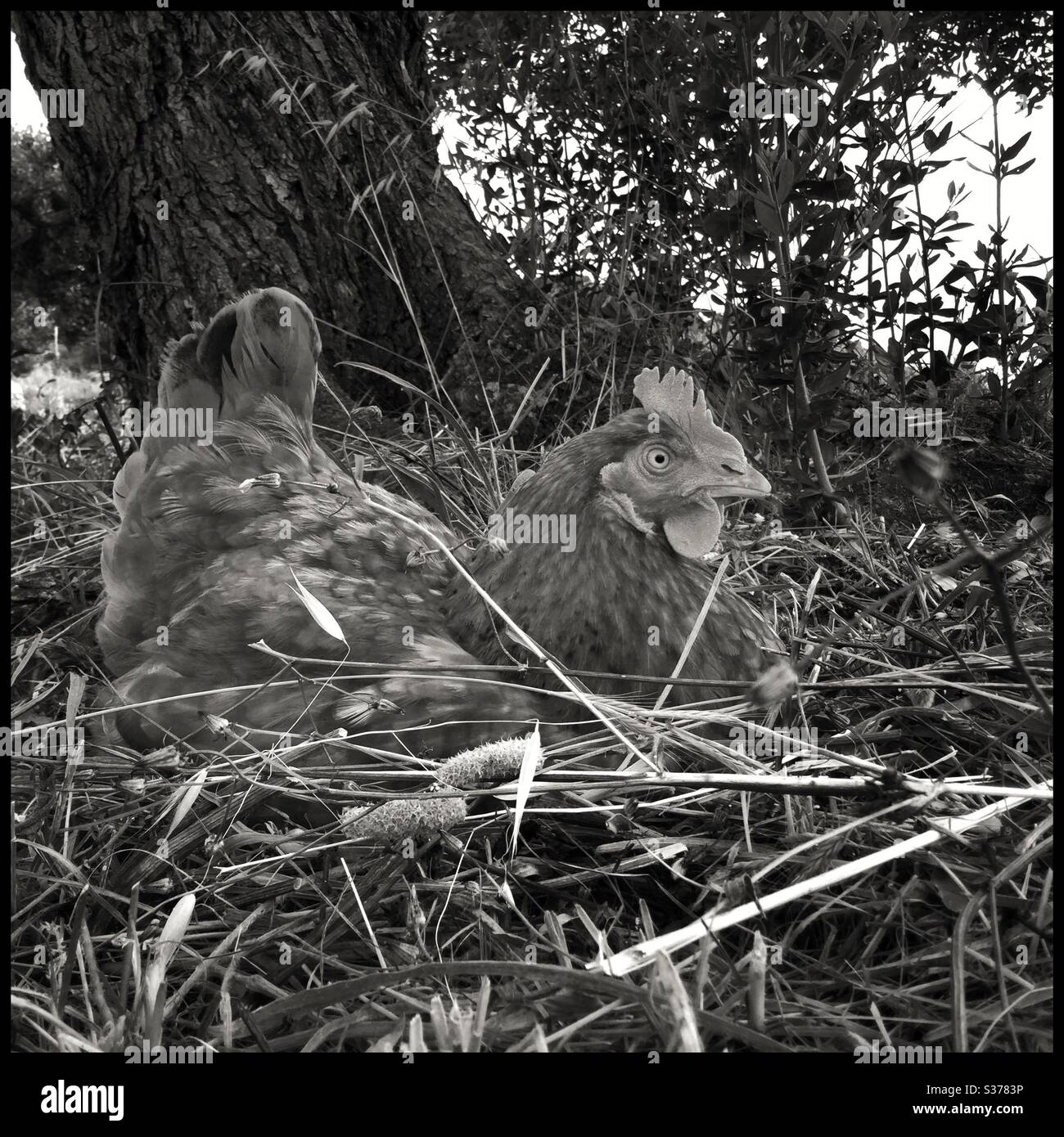 Pollo libero di gamma che posa un uovo sotto un albero di ulivo, Catalogna, Spagna. Foto Stock