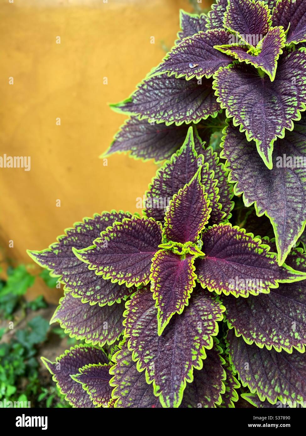 Bella pianta verde e viola - Immagine stock catturata con smartphone