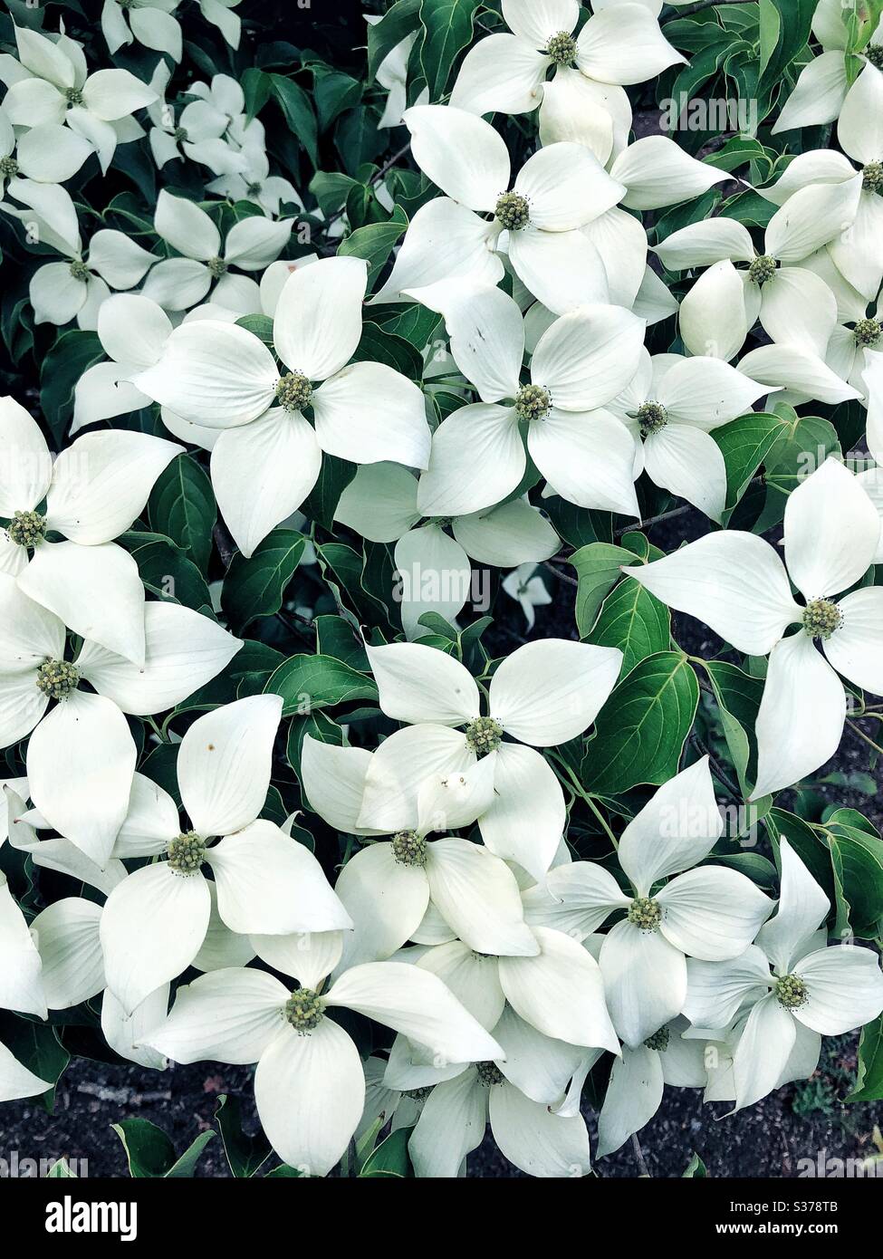 fiori bianchi di albero di dogwood che creano un modello Foto Stock