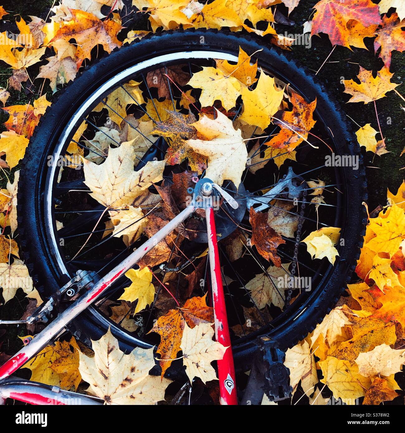 Vecchia bicicletta lasciata su un mucchio di foglie di acero caduto in autunno Foto Stock