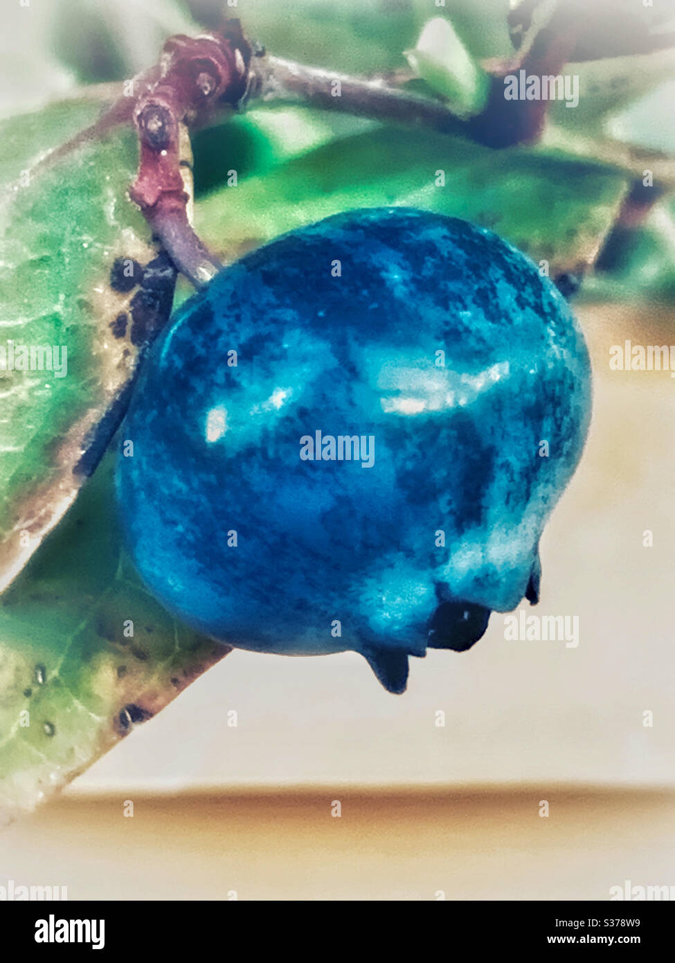 Un mirtillo maturo sulla cespuglio - Immagine stock catturata con smartphone