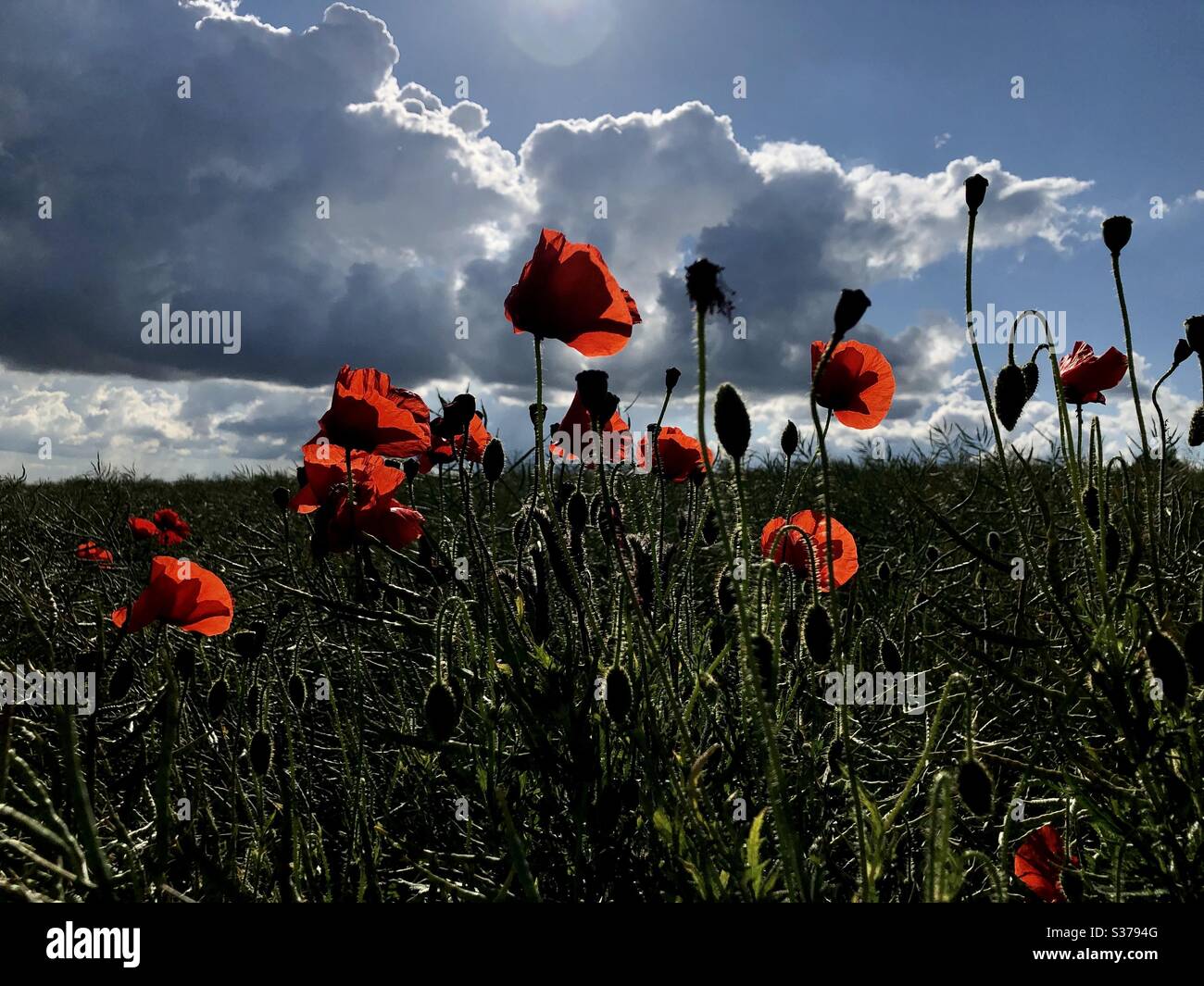 Poppies in un campo. Foto Stock