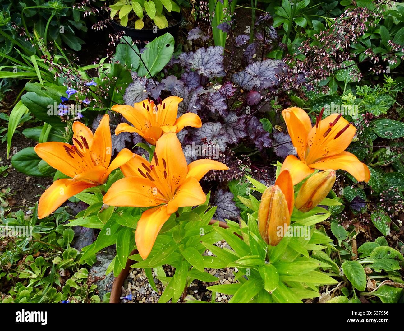 Bella fiori di giglio arancio in estate Foto Stock