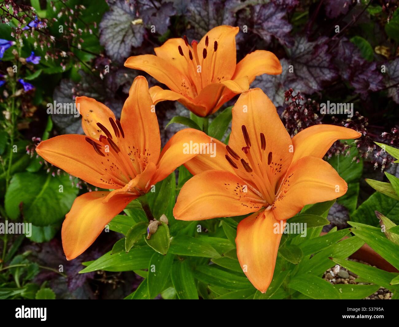Tre bellissimi gigli d'arancio in un giardino all'inizio dell'estate Foto Stock