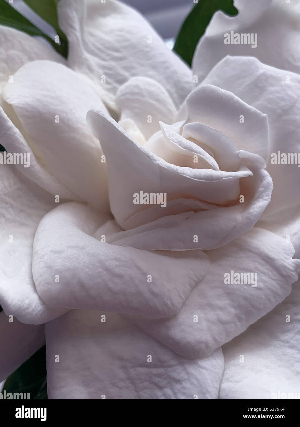 Macro di Gardenia bianca cremosa con petali che assomiglia a pergamena ruvida Foto Stock