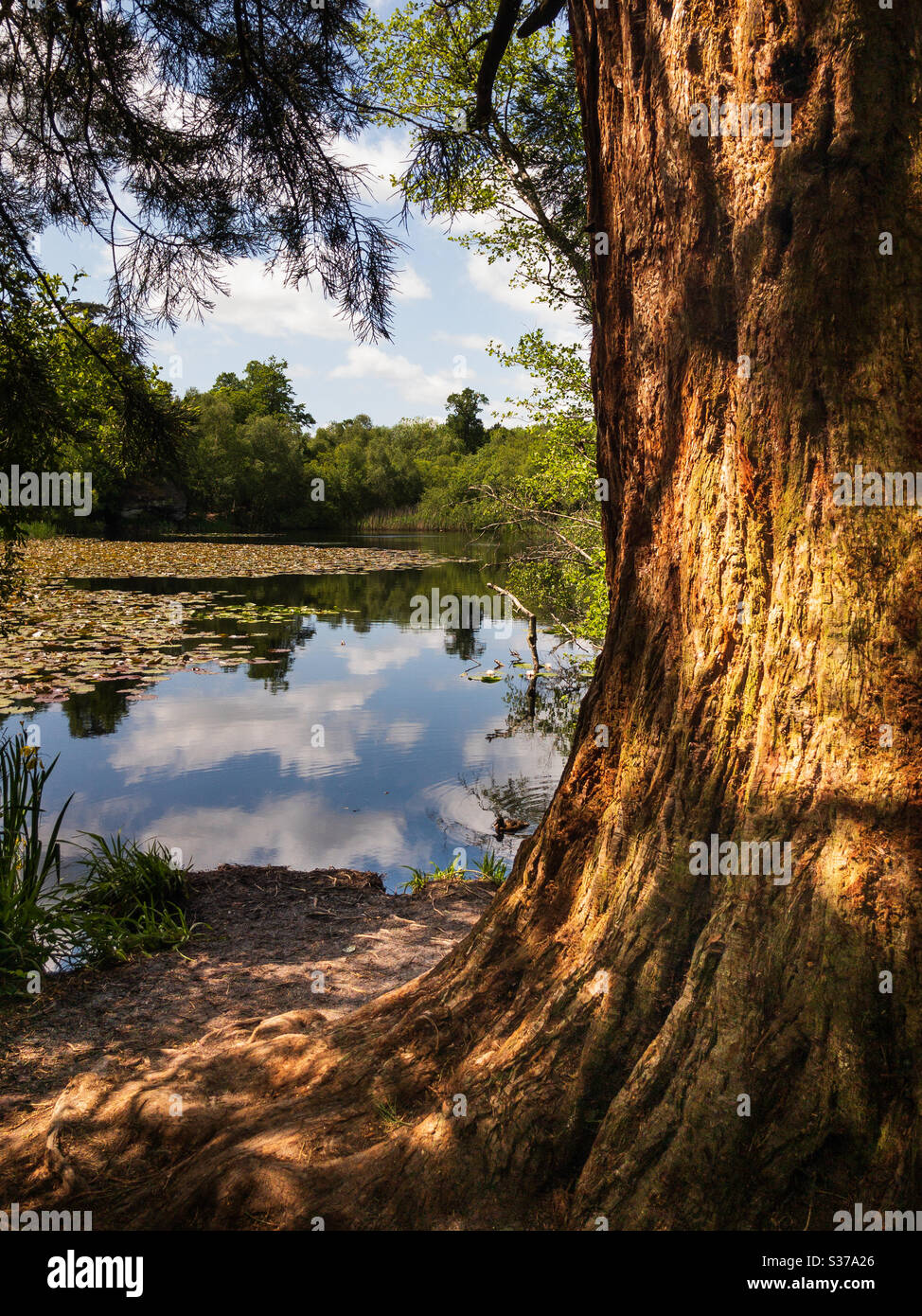 Il riflesso del cielo nel lago, a Lake Wood in Uckfield , East Sussex UK, da dietro una pineta di sequoie. Foto Stock