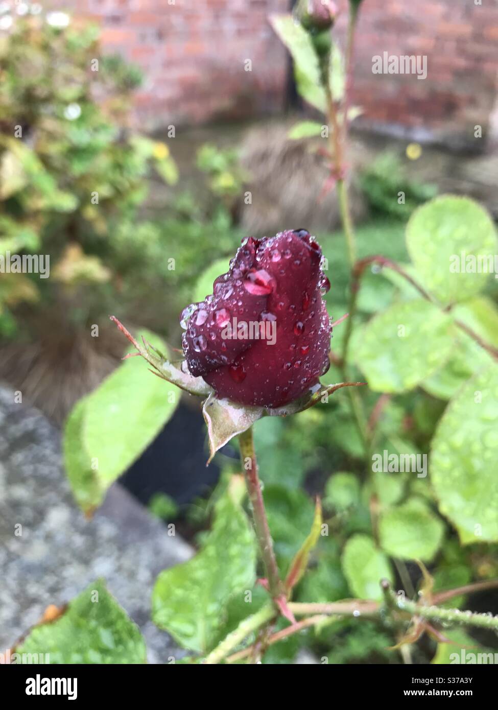 Rosa rossa in pioggia Foto Stock