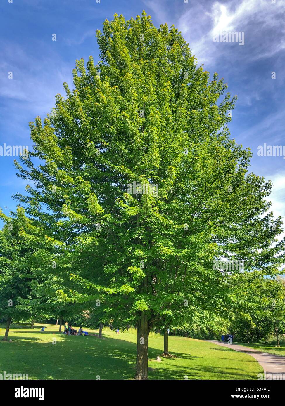 Bellissimo albero verde alto. - Immagine stock catturata con smartphone