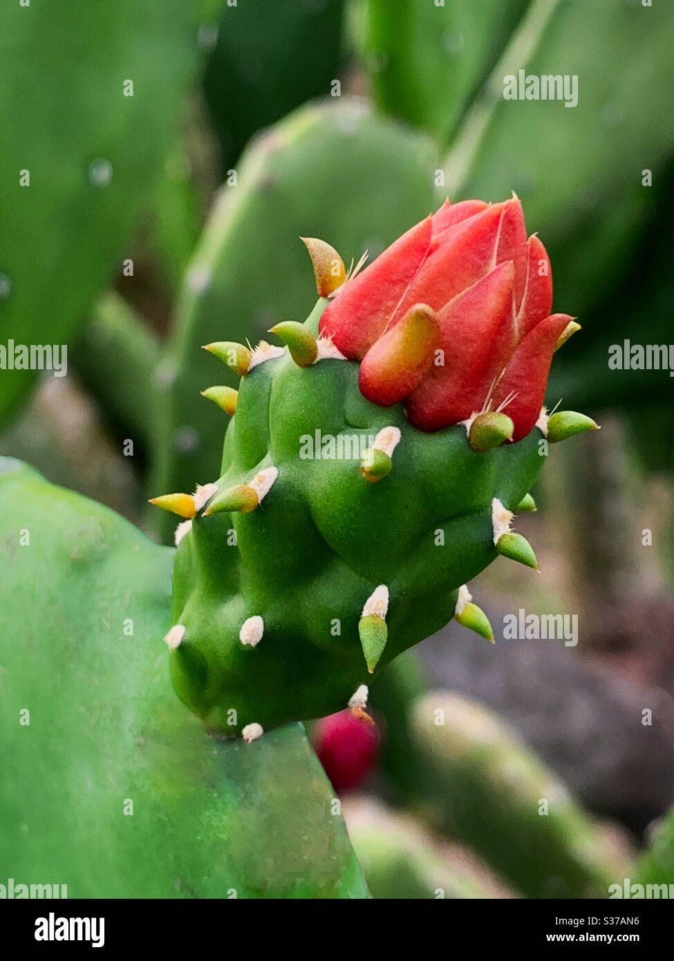 Un fiore di cactus in erba in Thailandia Foto Stock