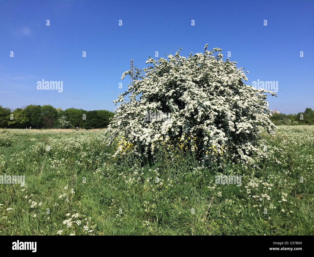 Tottenham Marshes - un cespuglio di biancospino in fiore pieno Foto Stock