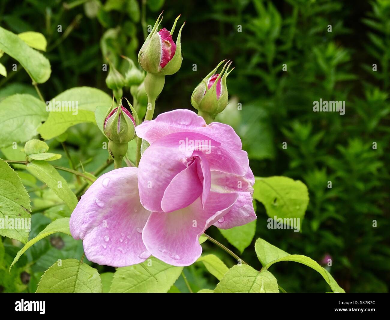 Bella rosa e rosa gemme in un bellissimo giardino Foto Stock