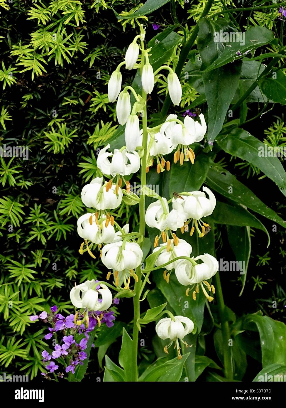 Fiori bianchi belli e delicati in un giardino inglese Foto Stock