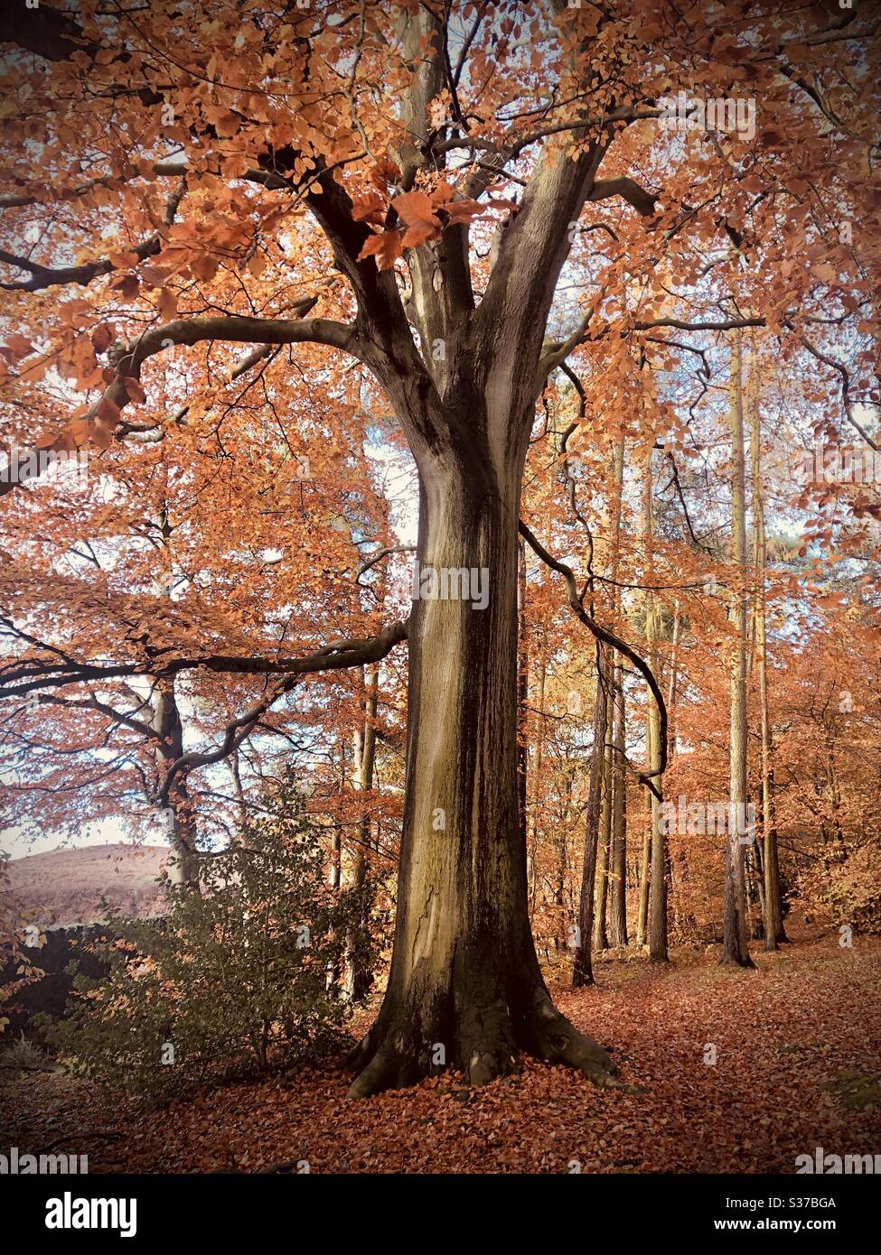 Sera tardi a Hallgates Hill Spinney, Leicestershire Foto Stock