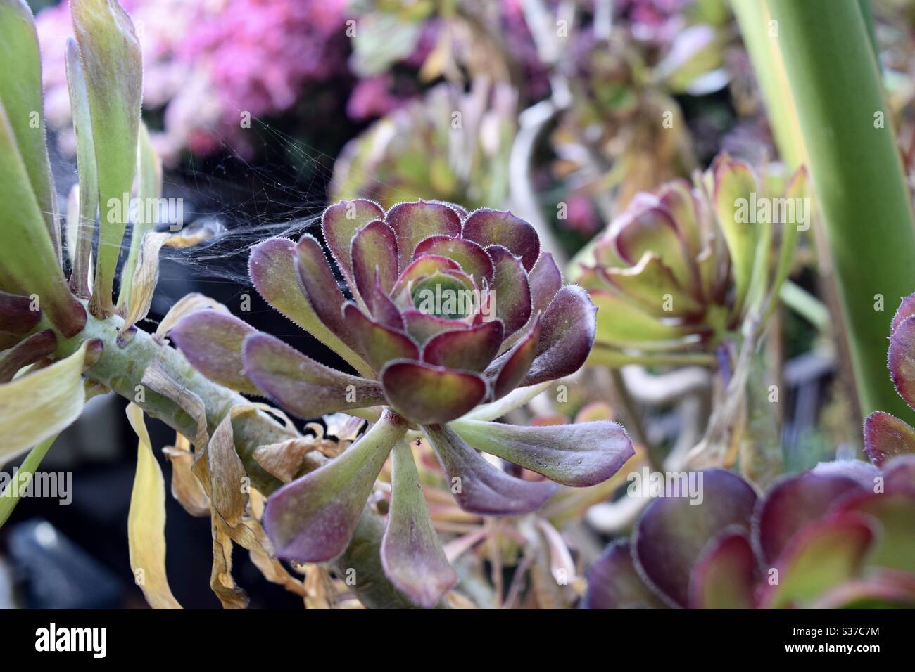 Un succulente rosa tinta è casa di un delicato ragno web in un giardino a Los Angeles CA 6.19.20 Foto Stock