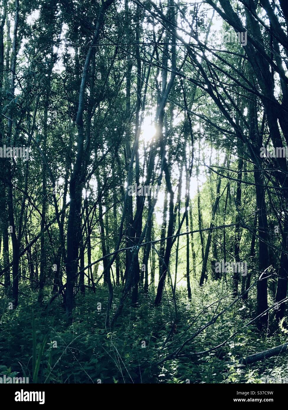 Alberi sunlii Foto Stock