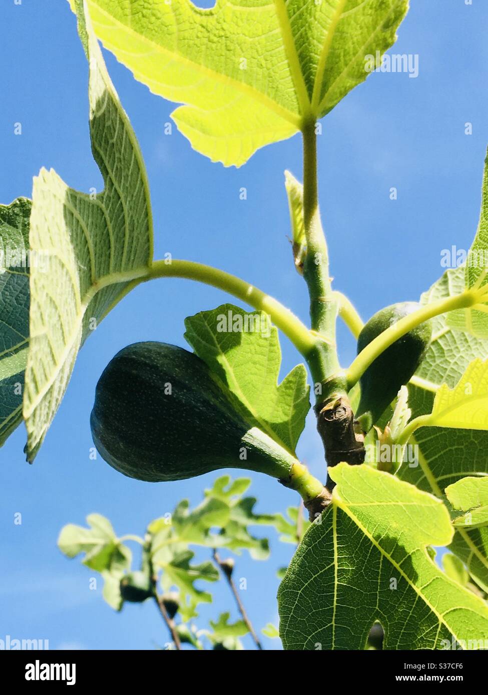 Fichi che crescono sull'albero con un cielo blu chiaro e luminoso Foto Stock