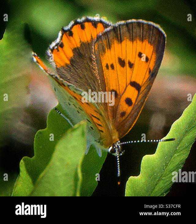 Rame di bronzo Foto Stock