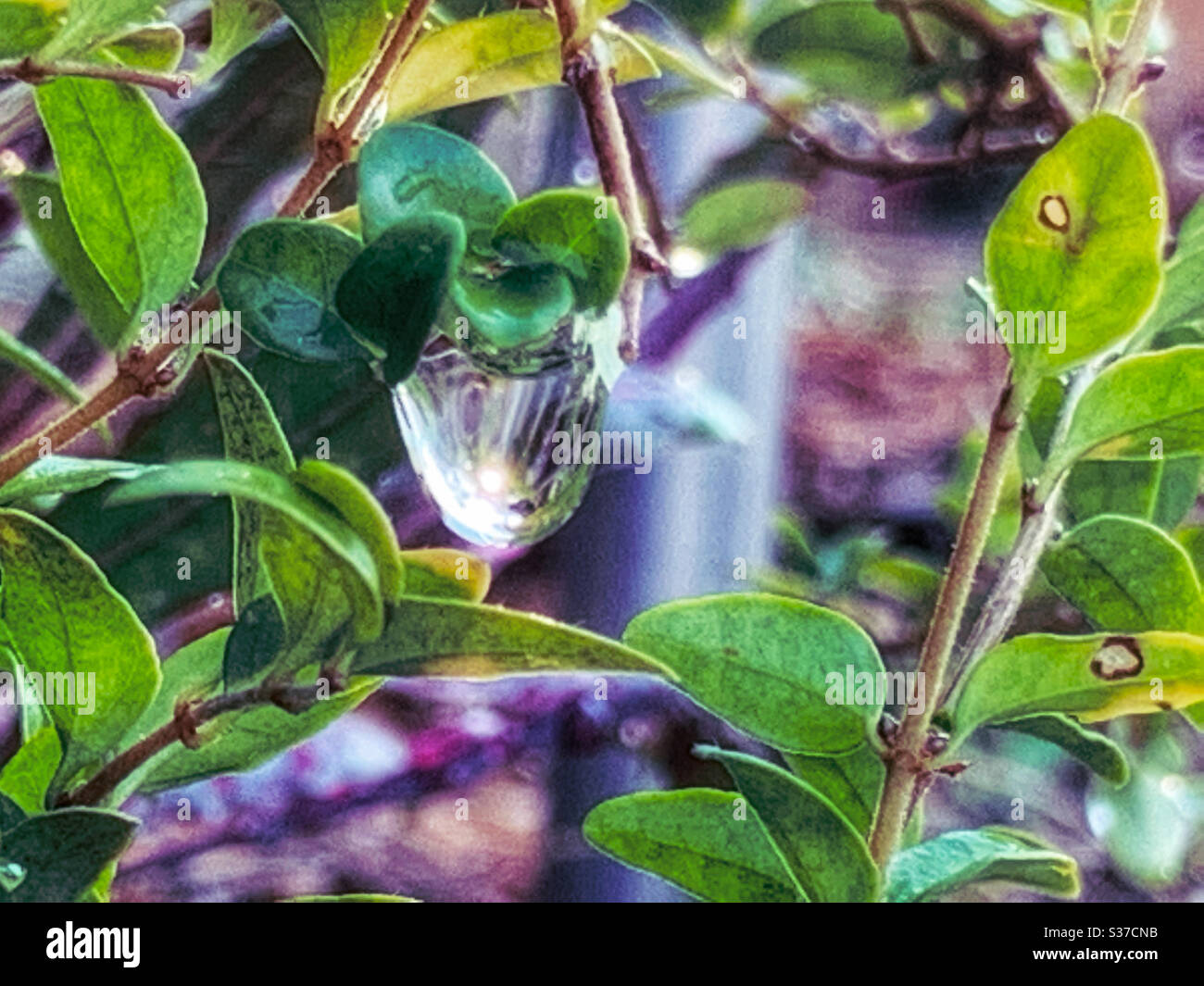 Raindrop che sta per cadere da una piccola foglia - Immagine stock catturata con smartphone