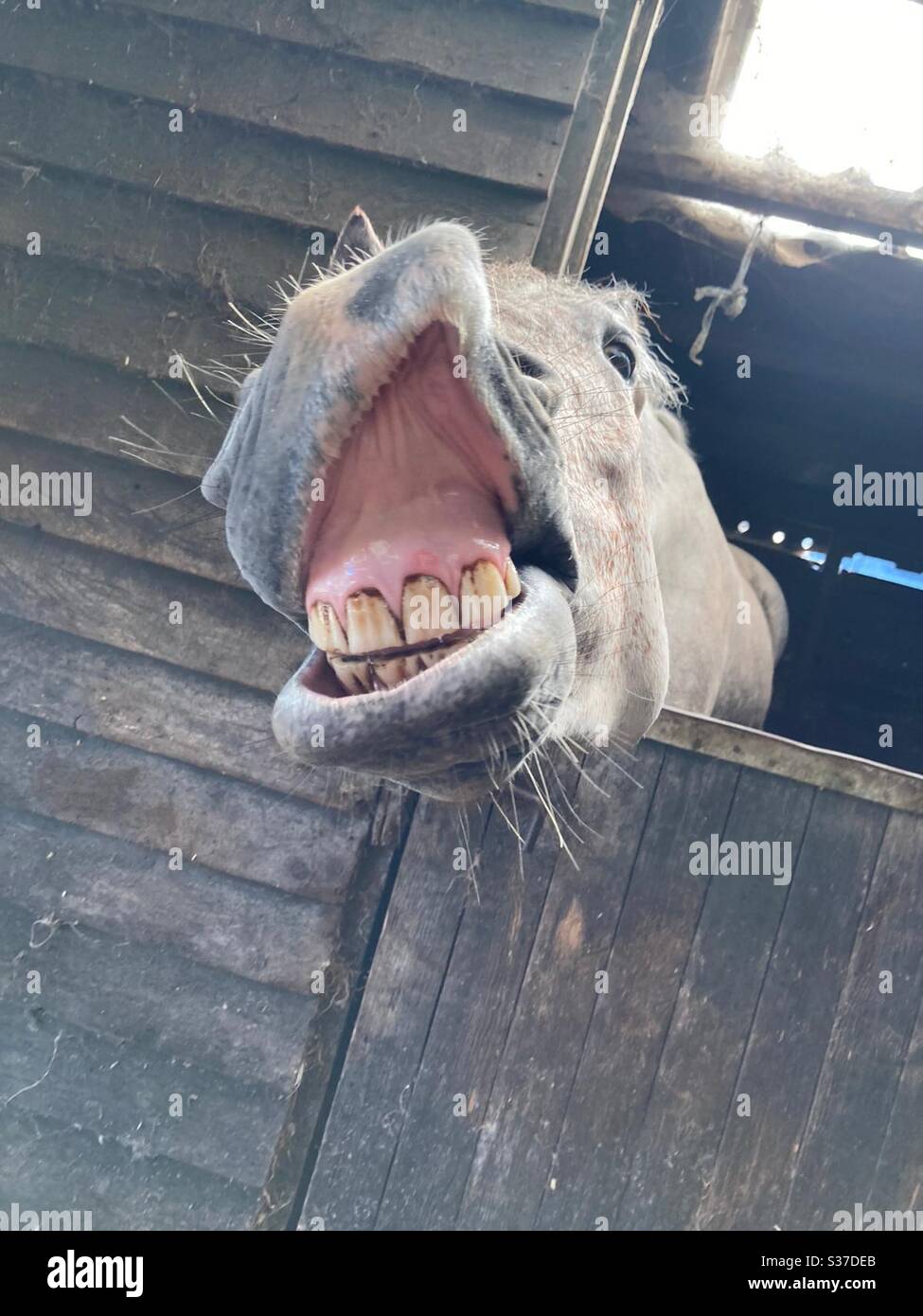 Guarda i miei nuovi denti - Immagine stock catturata con smartphone