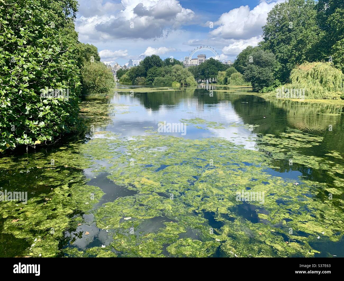 St James parco stagno erbacce Foto Stock