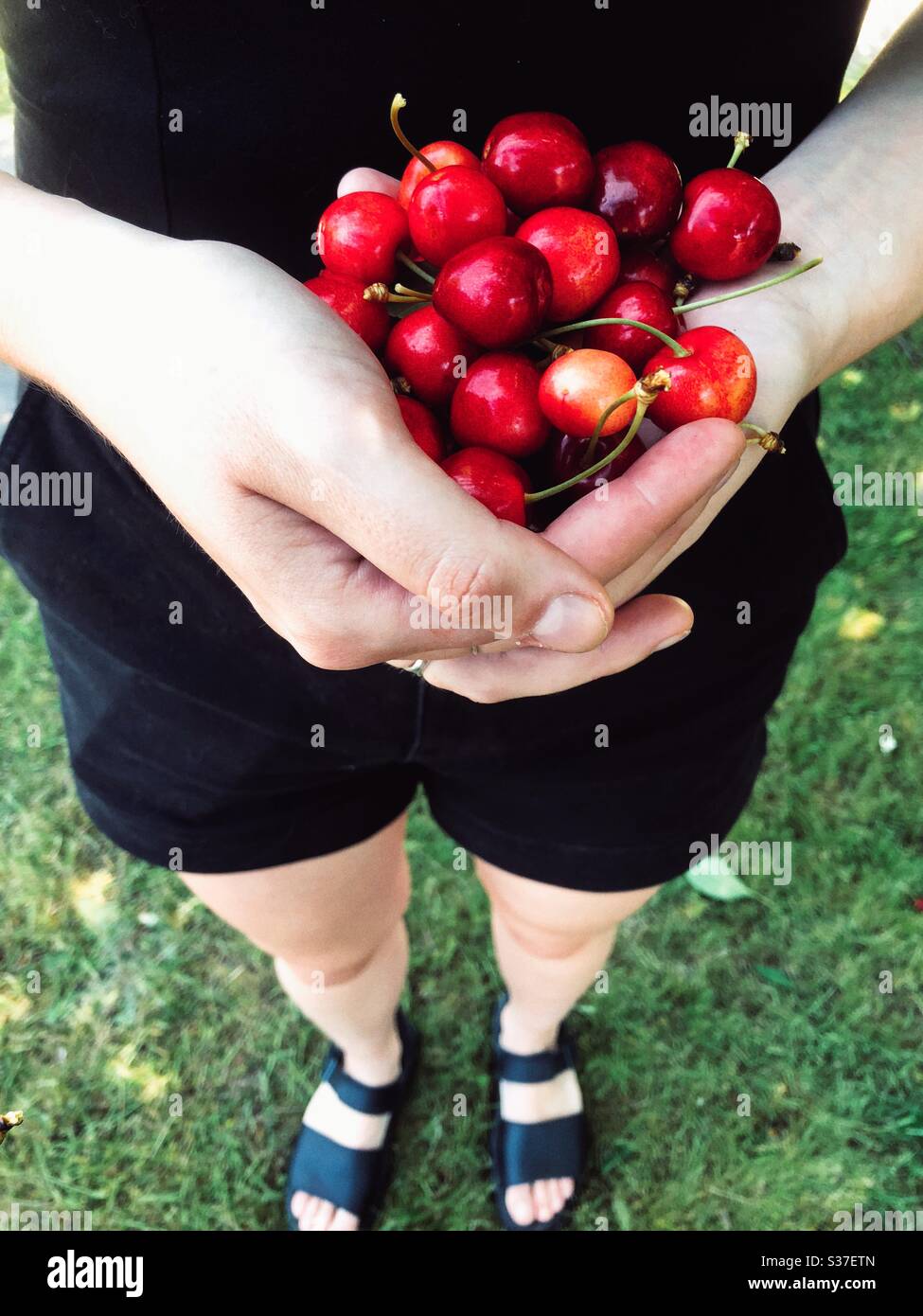 Mani che tengono ciliegie - Immagine stock catturata con smartphone