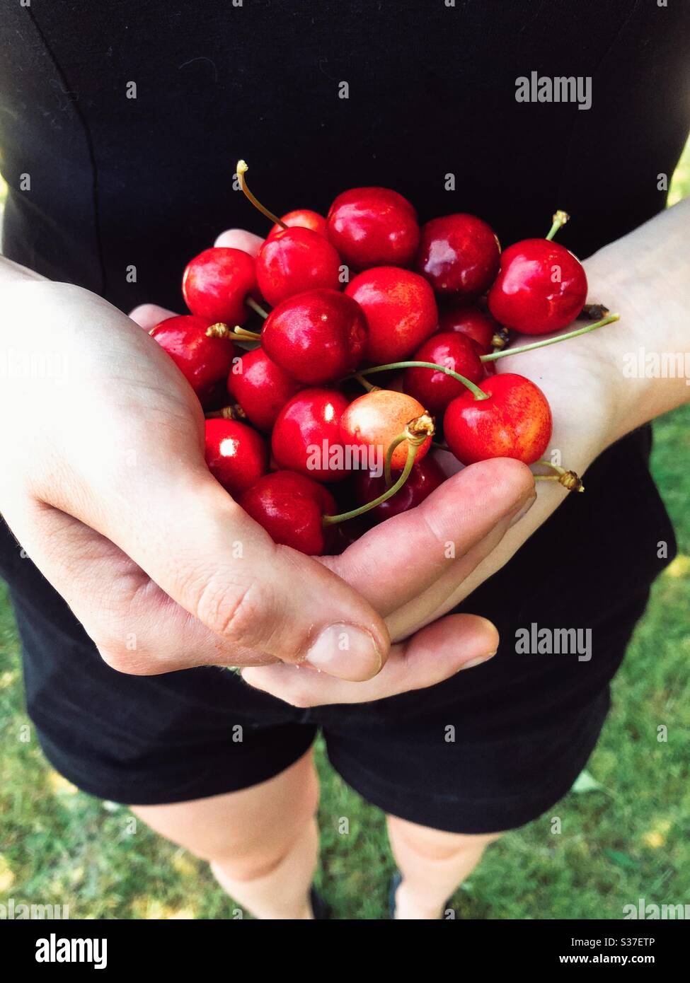 Mani che tengono ciliegie - Immagine stock catturata con smartphone