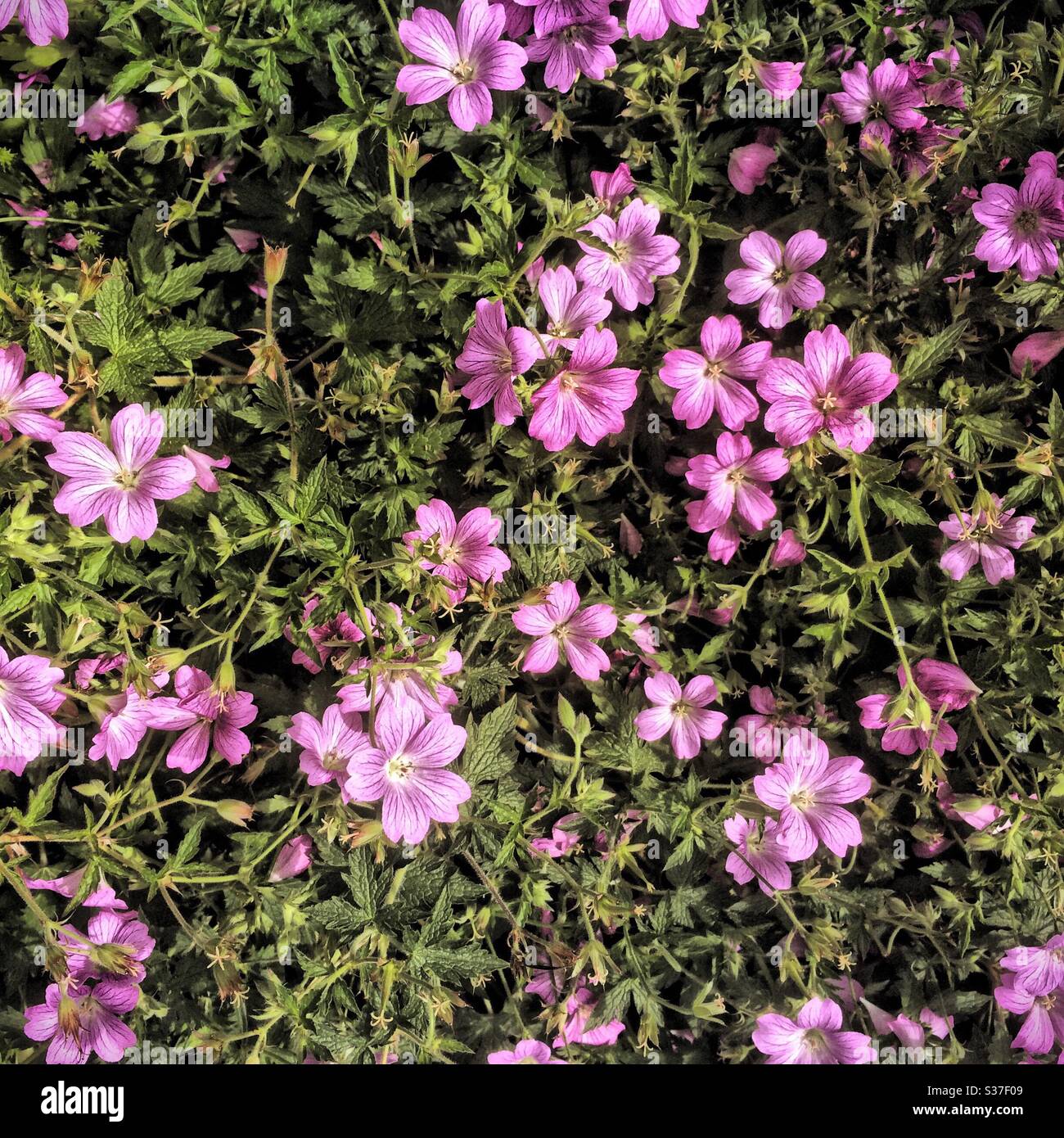 Primo piano di alcuni fiori blu nel Sensory Garden di Beckenham Place Park, Lewisham - Immagine stock catturata con smartphone