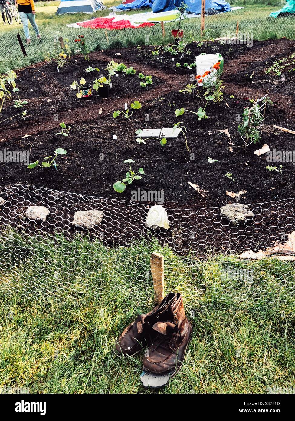 Giardino urbano che è piantato in cappellino libero di Seattle in giugno 2020 Foto Stock