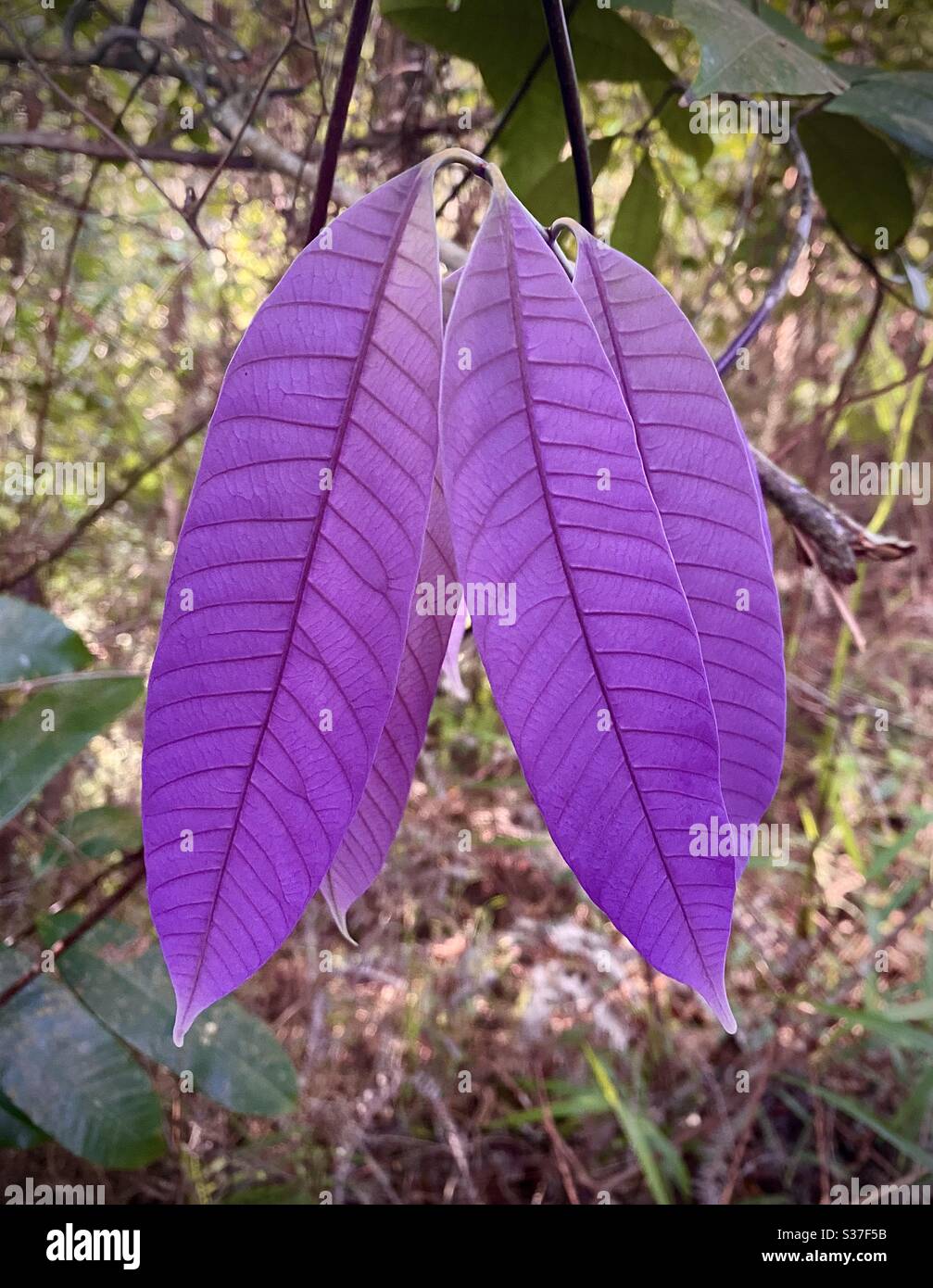 Foglie di viola Foto Stock