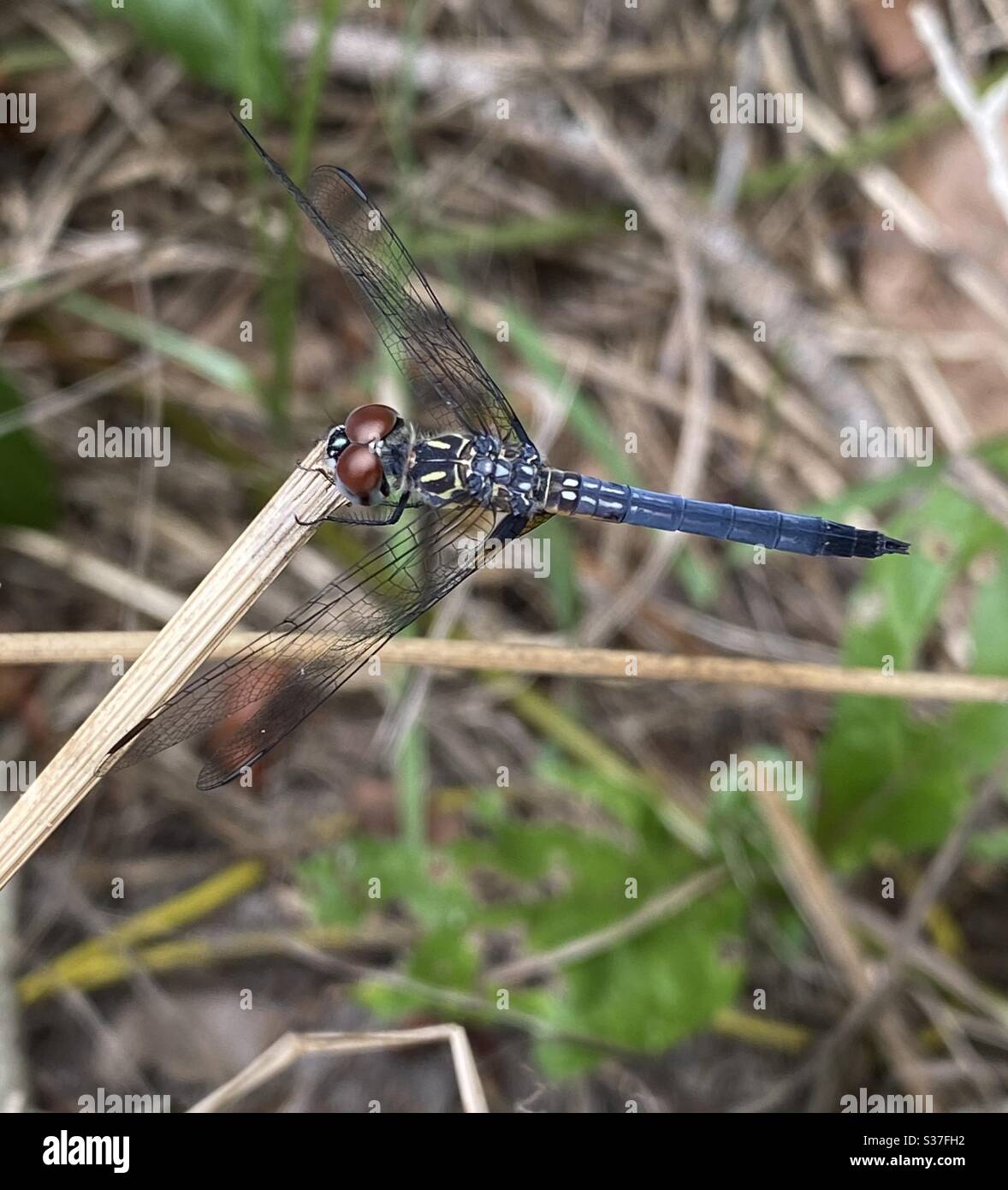 Libellula colorata su un bastone nella foresta Foto Stock