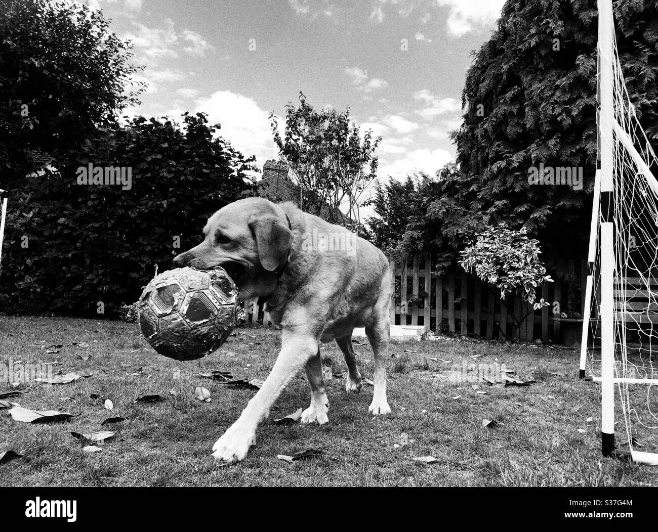 Labrador cane mordere un calcio Foto Stock