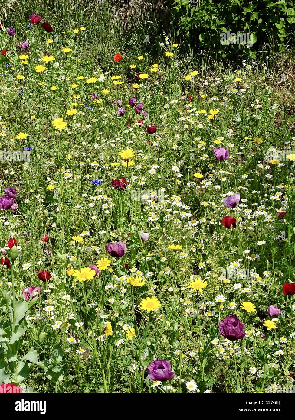 Colorato giardino di fiori selvatici in Inghilterra Foto Stock