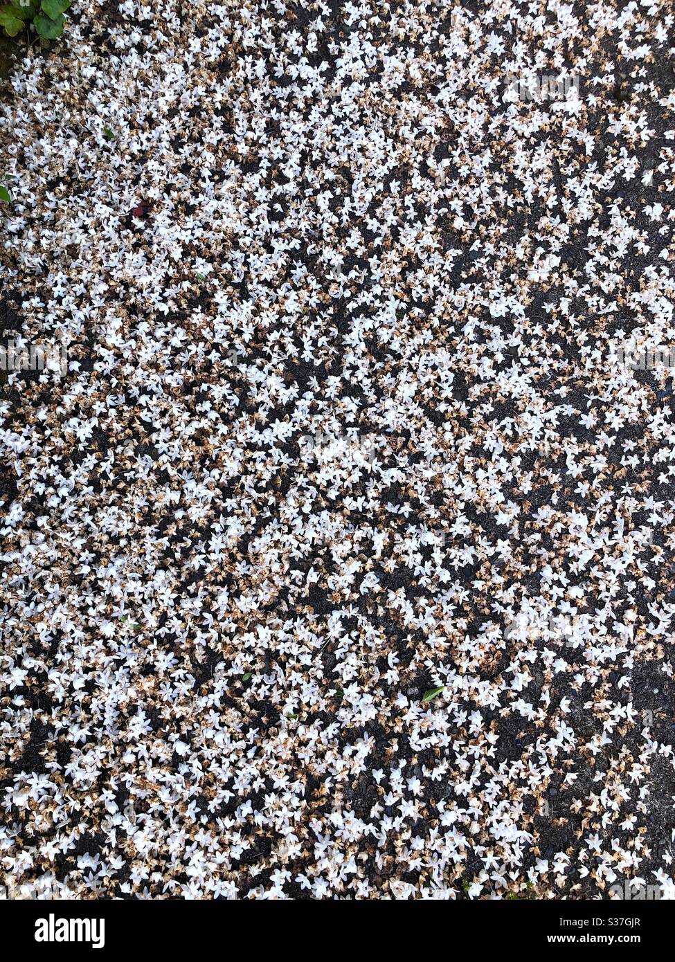 Caduta di piccoli fiori bianchi a terra Foto Stock
