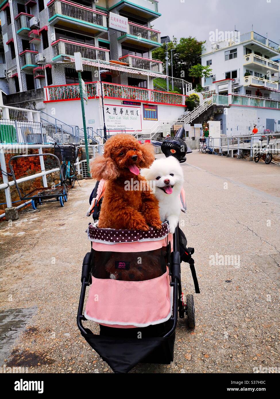 Carino cani per animali domestici in passeggino. Foto Stock