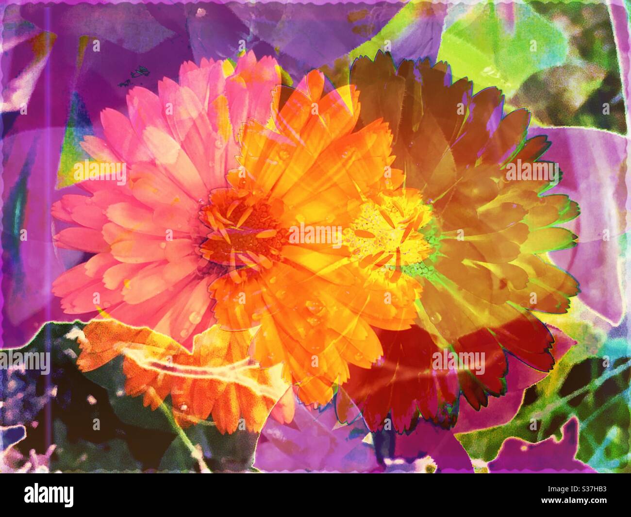 Illustrazione astratta dei fiori di marigole gialli e rossi in un giardino Foto Stock