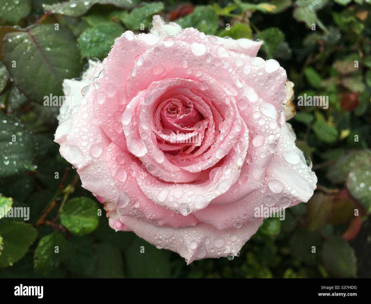 Pioggia su una rosa rosa, in un giardino di Cornovaglia Regno Unito Foto Stock