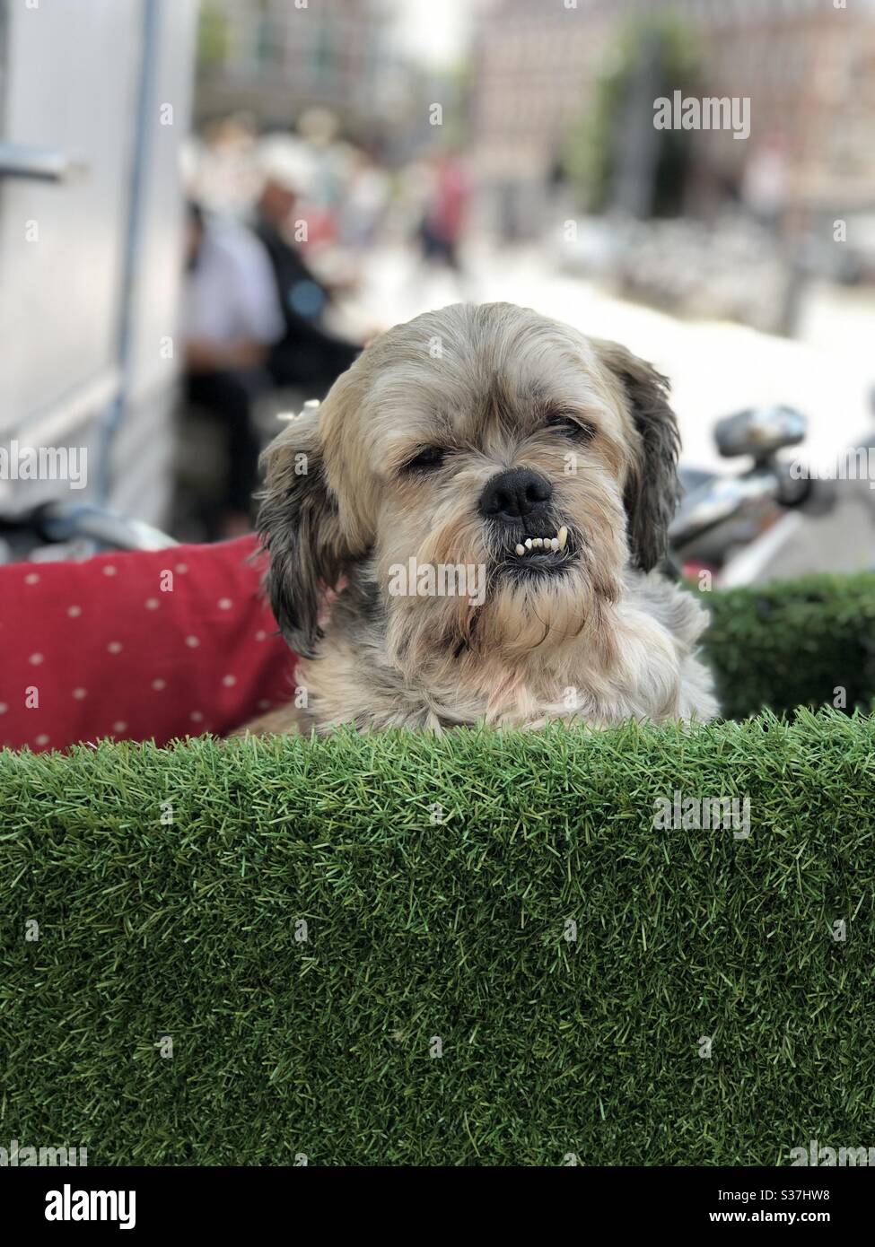 Ritratto di un simpatico cane con un morso che si aggina in una cassa di bicicletta coperta di erba finta Foto Stock