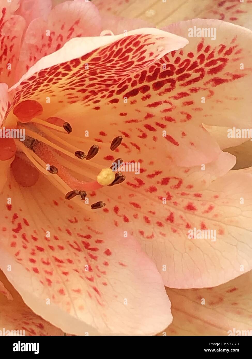 Testa di fiore di Rhododendron. Mostrare resistenza e stigma. Foto Stock