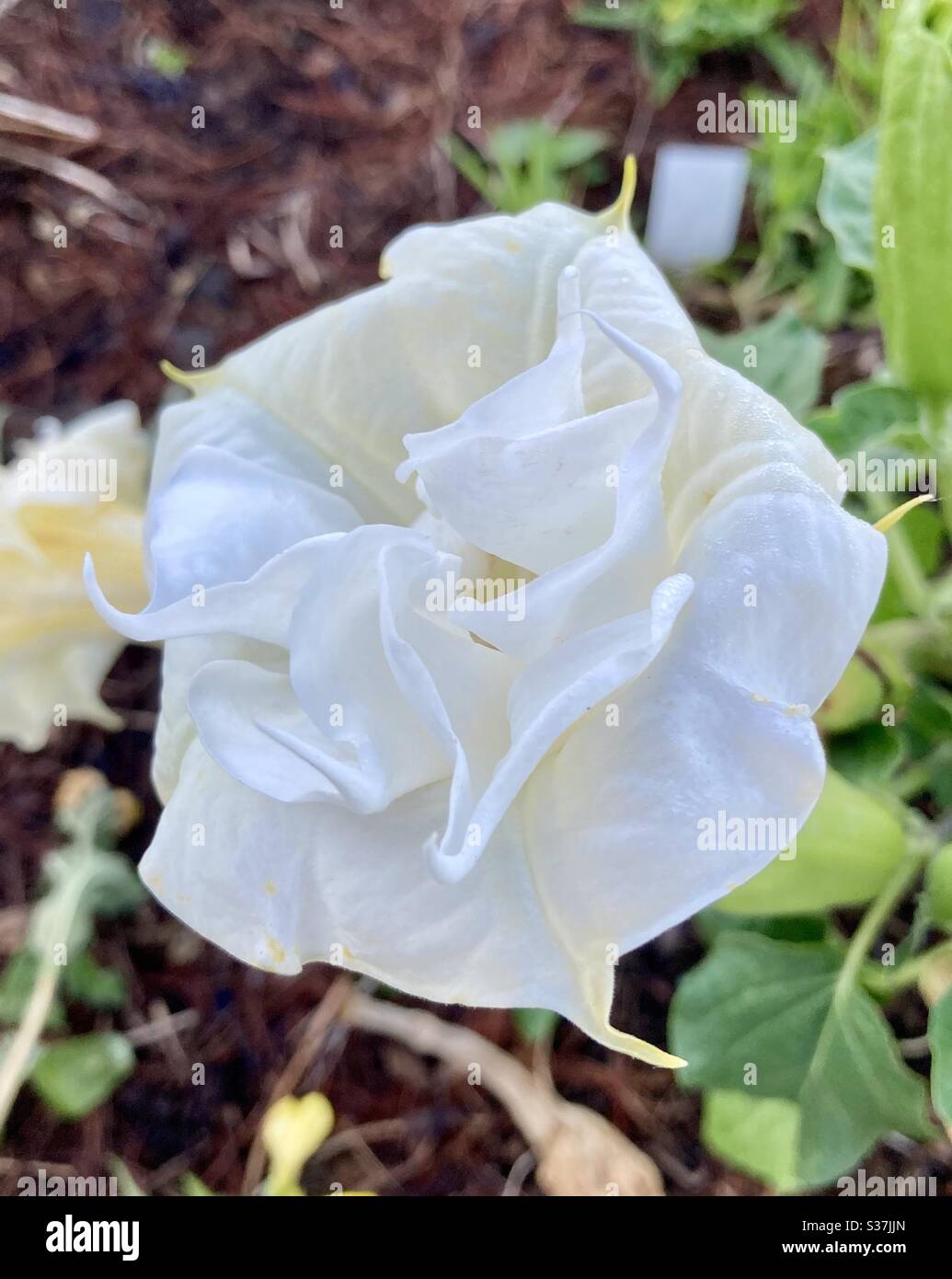 Fiore bianco della luna Foto Stock