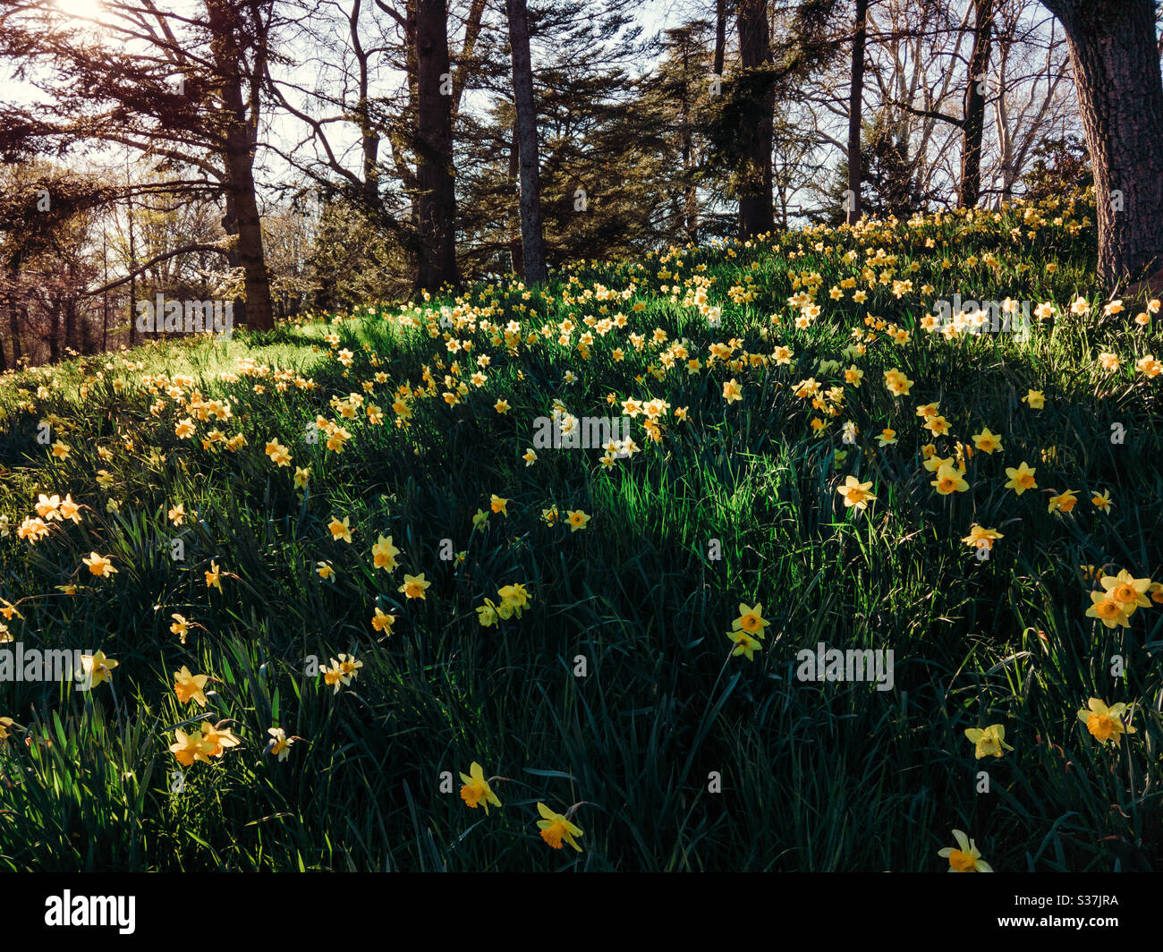 Campo di daffodil selvaggio presso il Giardino Botanico di Brooklyn Foto Stock
