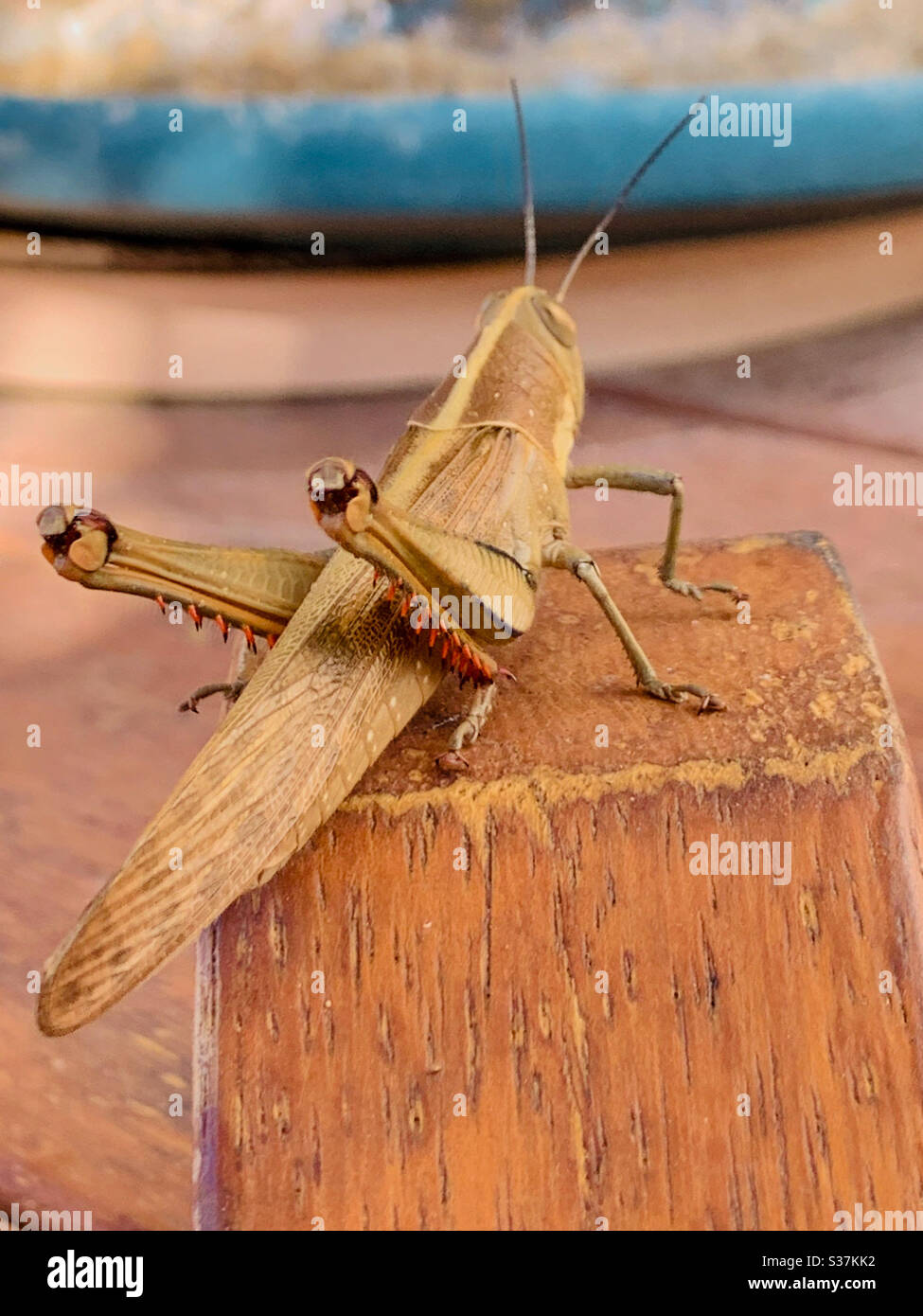 Grasshopper su legno Foto Stock