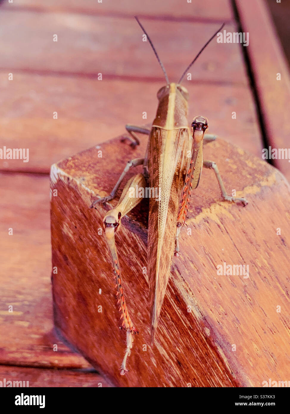 Grasshopper mescolando con legno Foto Stock