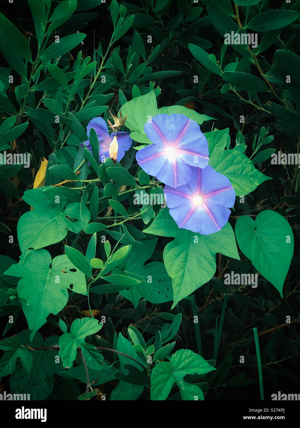 Viola blu mattina Gloria fiori sulla vite come un bouquet Foto Stock