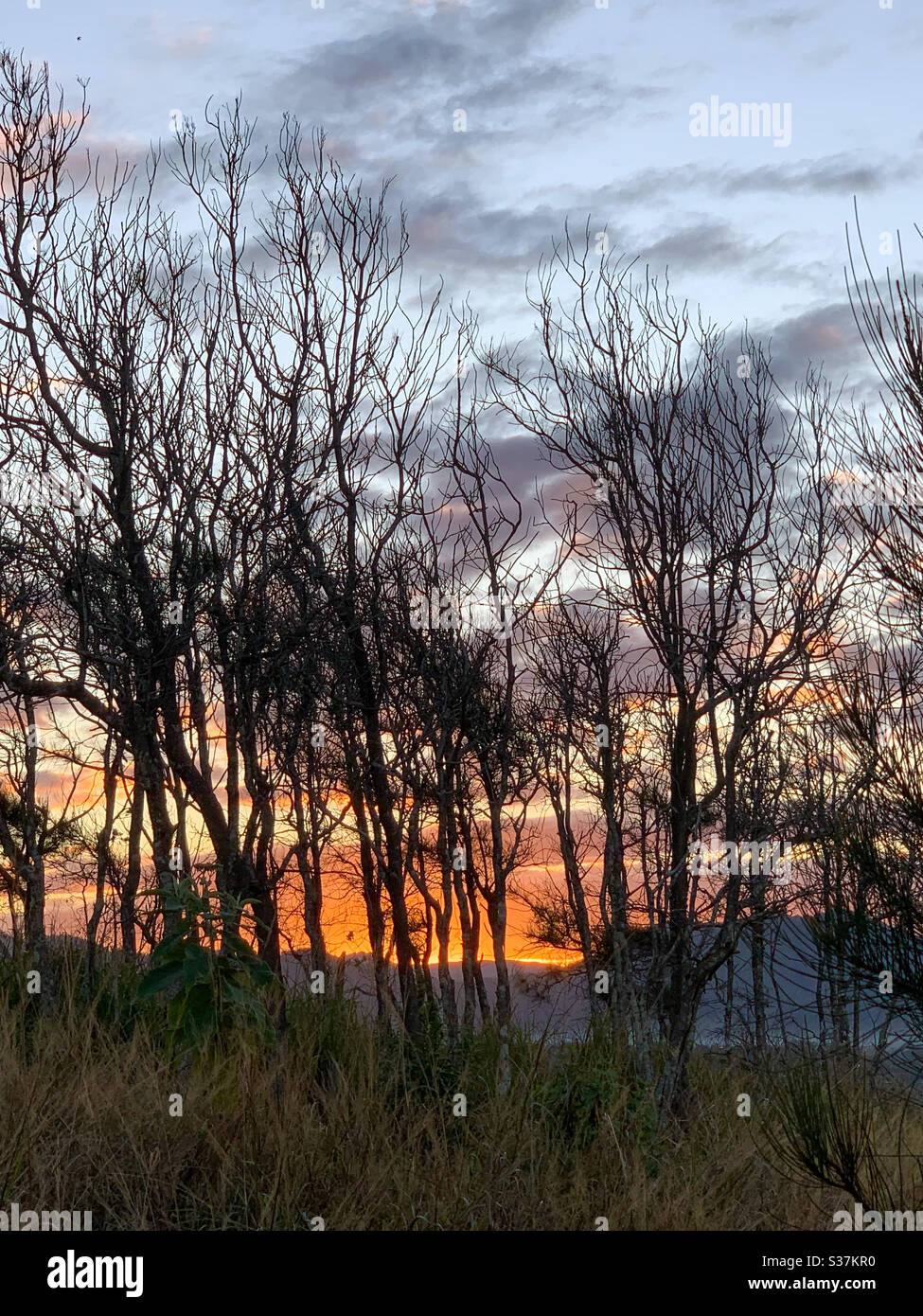 Alberi dalle silhouette di fronte al sole che tramonta dietro le colline Foto Stock