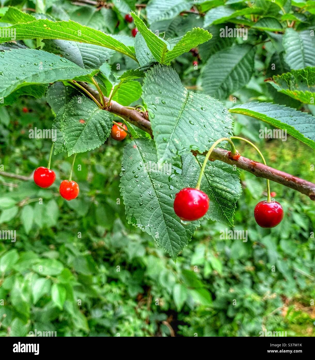 Bacche rosse e foglie verdi in un giorno piovoso di giugno. Foto Stock