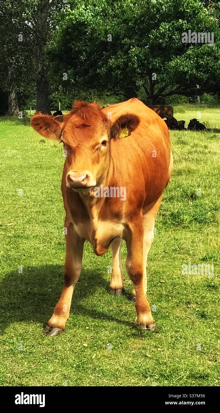 Brown Cow in un campo con più mucche dietro di posa sotto un albero - Immagine stock catturata con smartphone