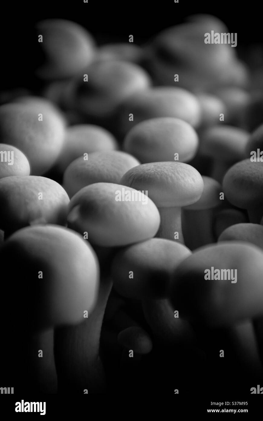 Funghi di faggio bianchi in bianco e nero Foto Stock