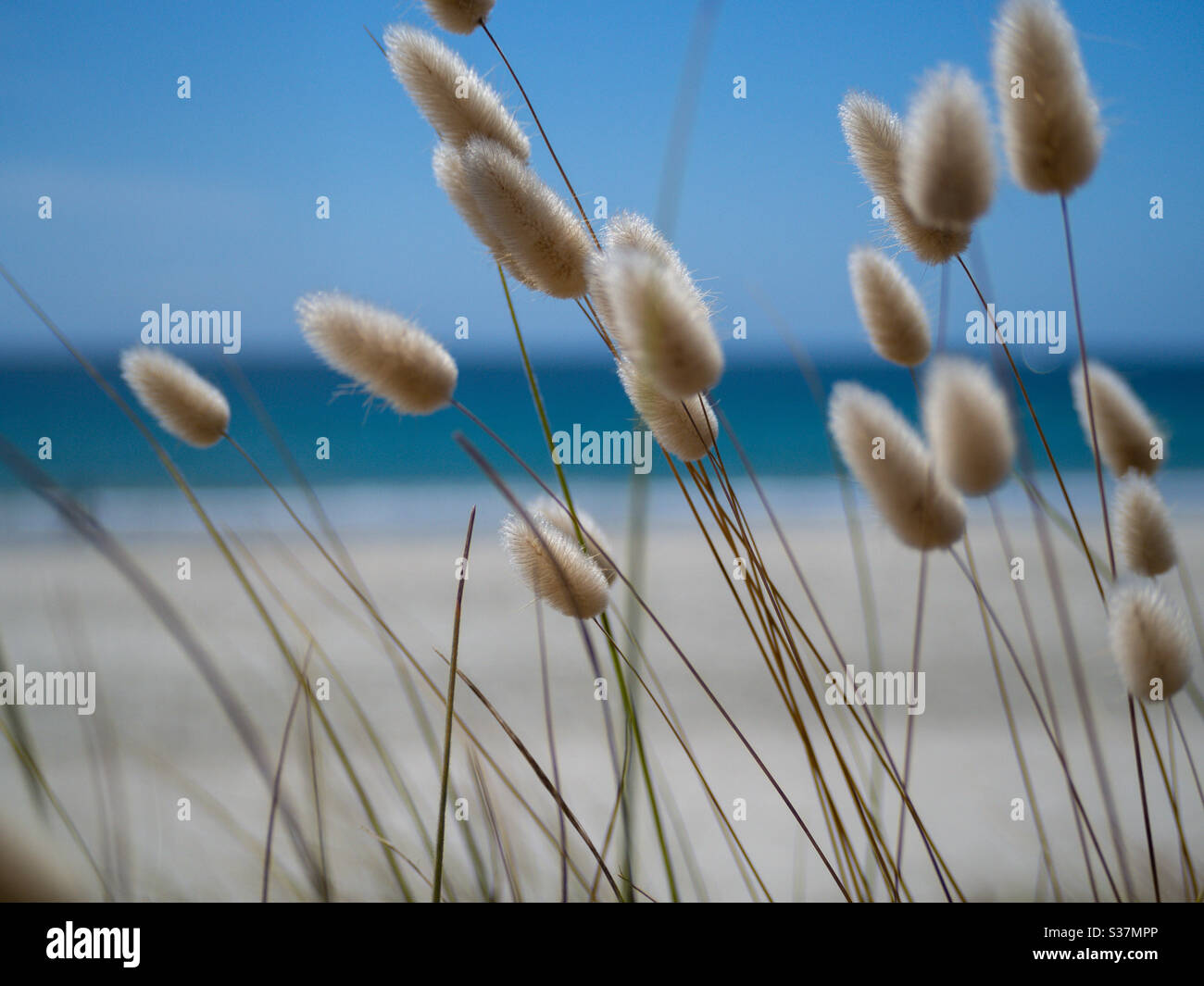 La coda di Hare, conigli di erba sulla spiaggia. Foto Stock